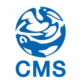 CMS International